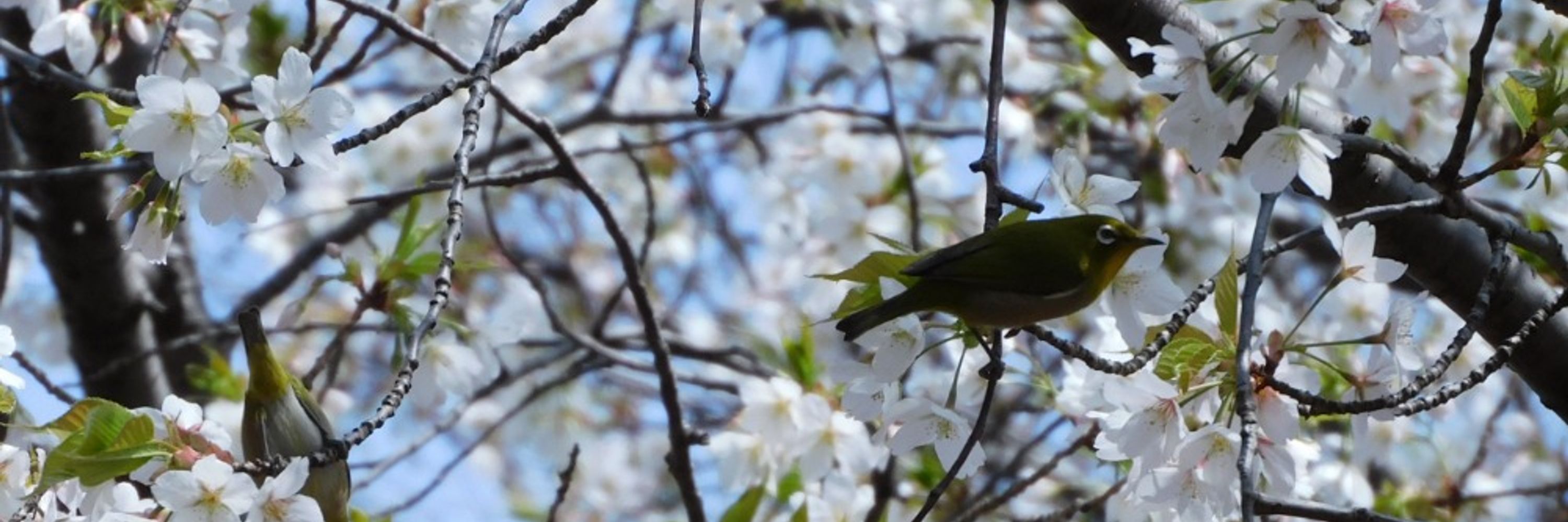 はと