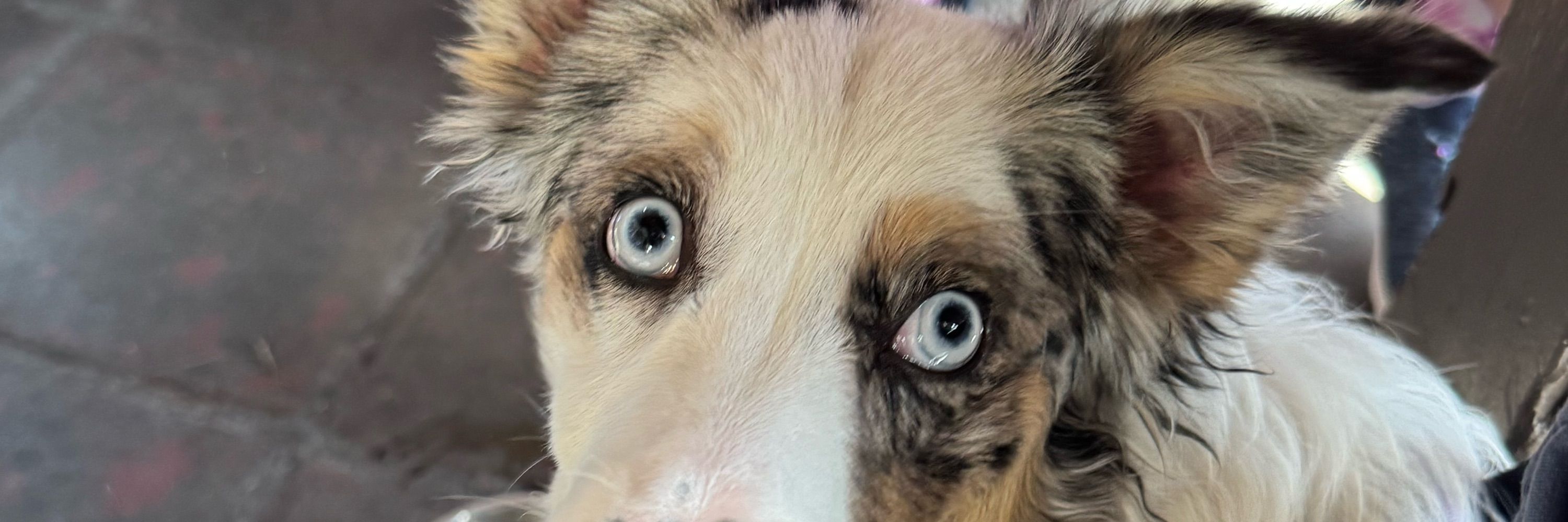 Cindi