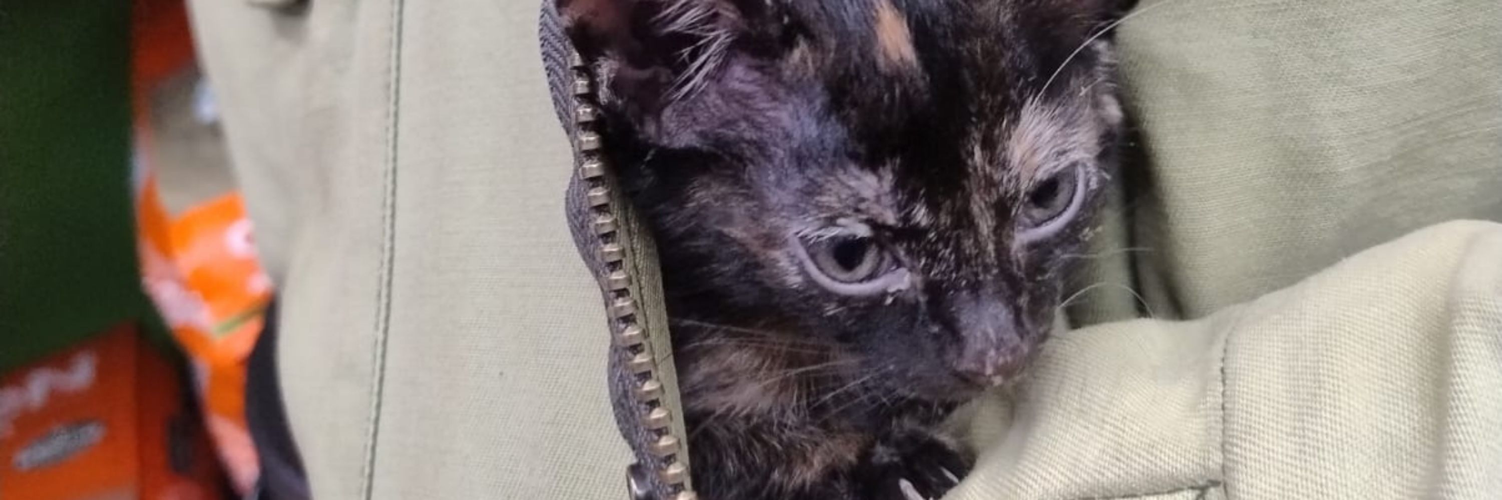 Weirdo Catto