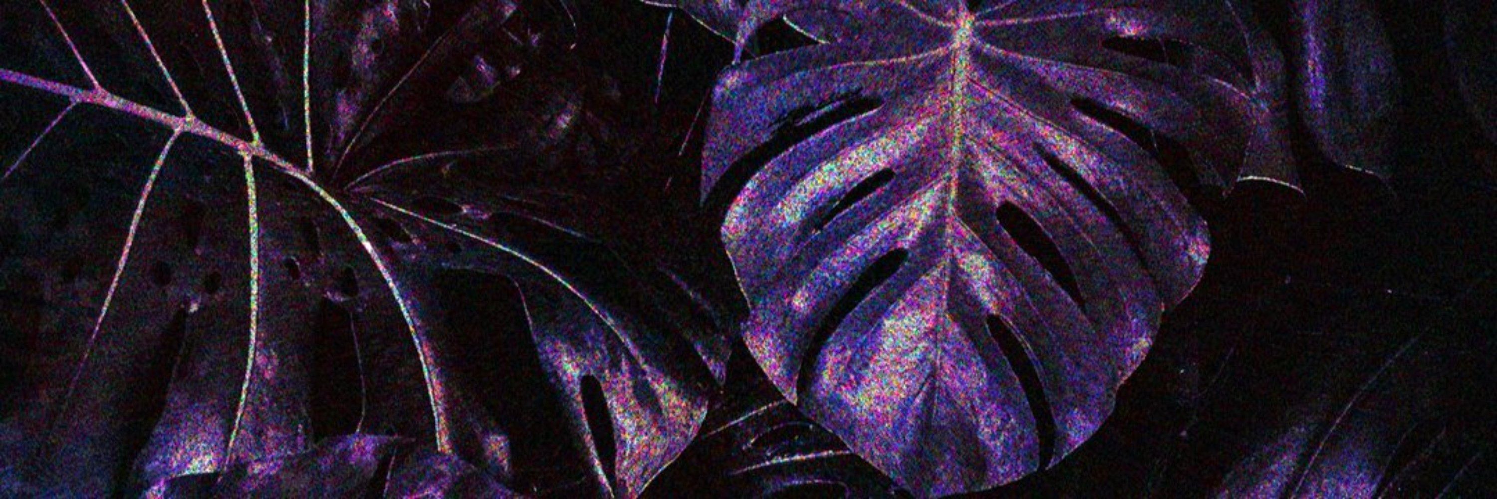 🌿🌱LANI🌱🌿