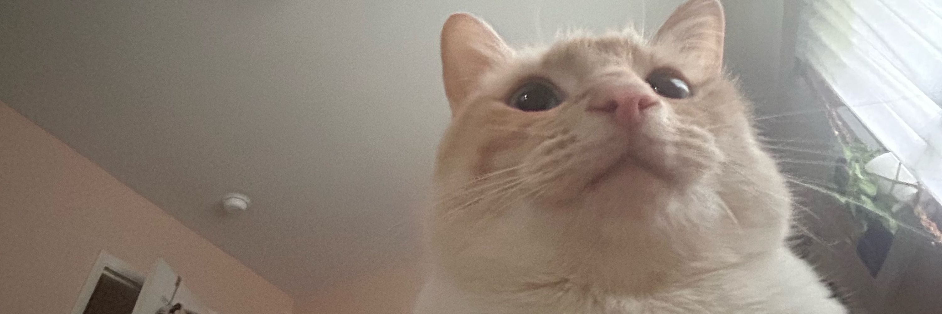 Cullen