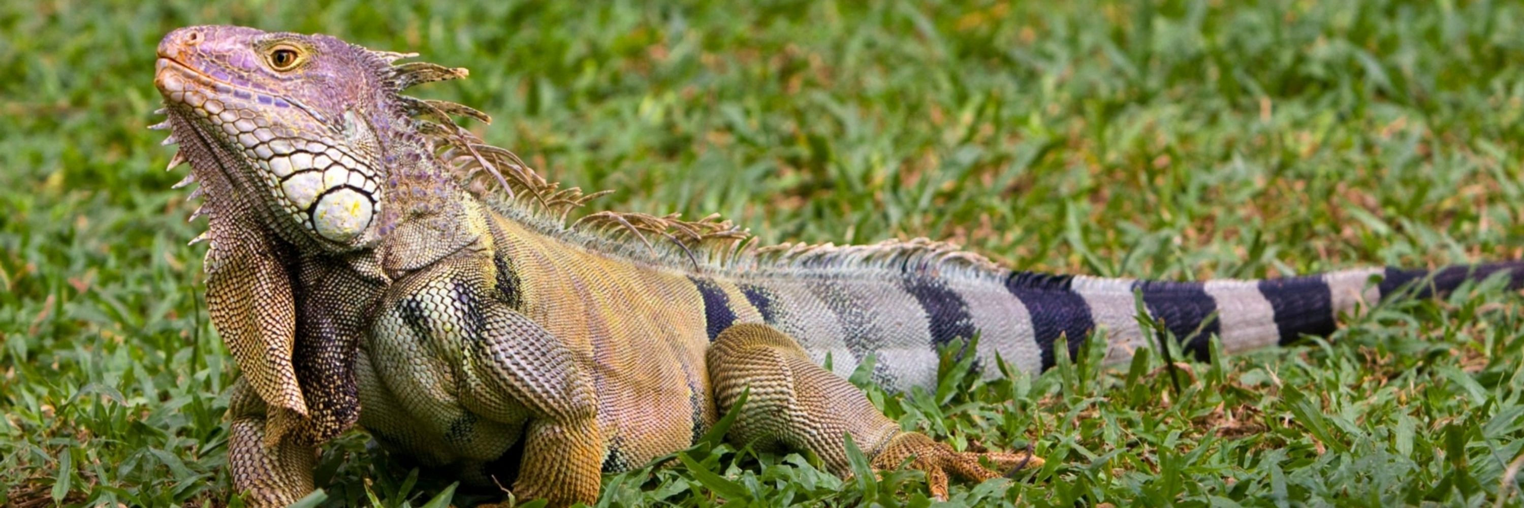 Iguanarchist
