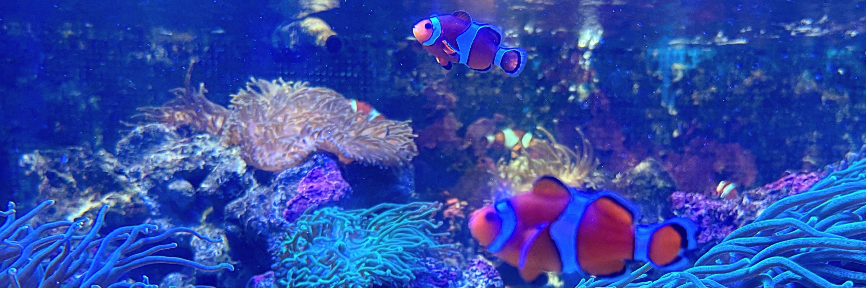 ナグ