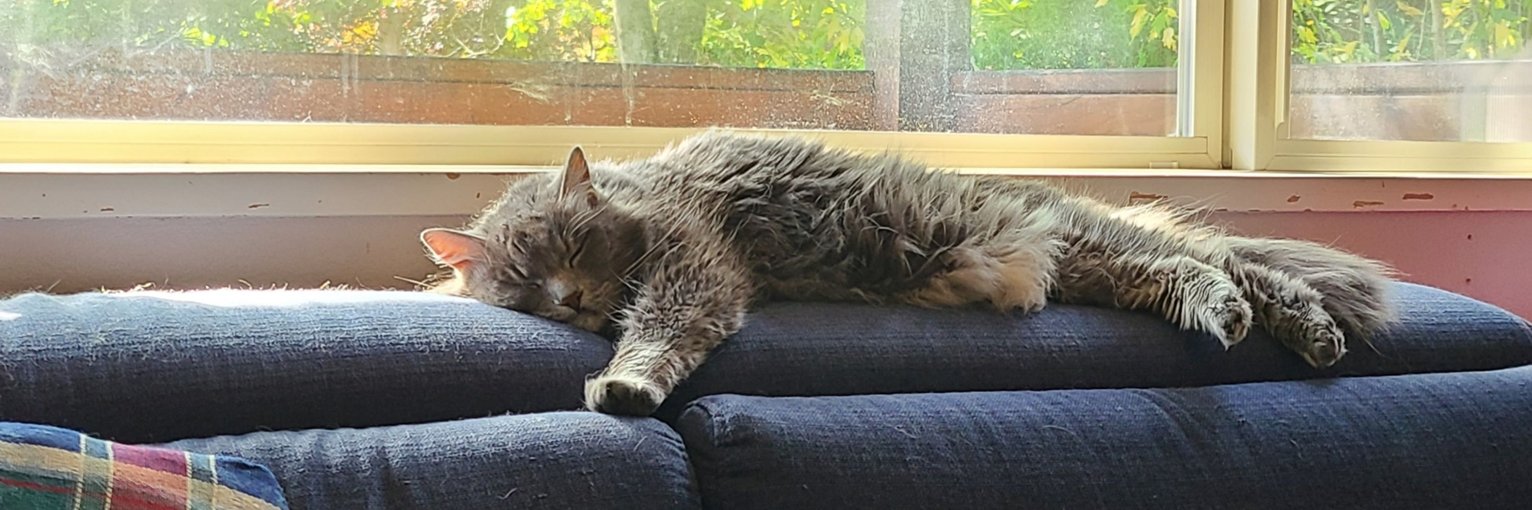 The Anarkitty