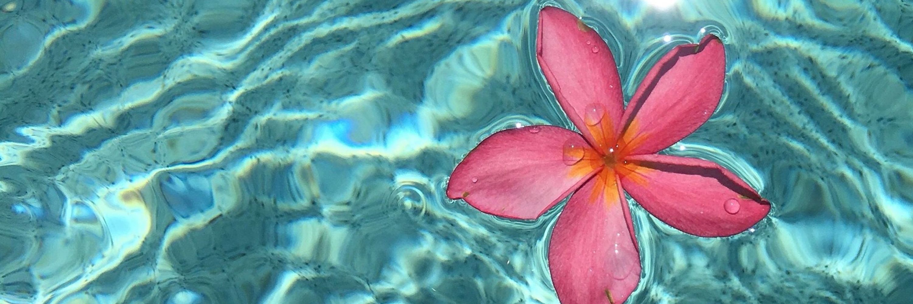🧚‍♀️🌺🧚‍♀️
