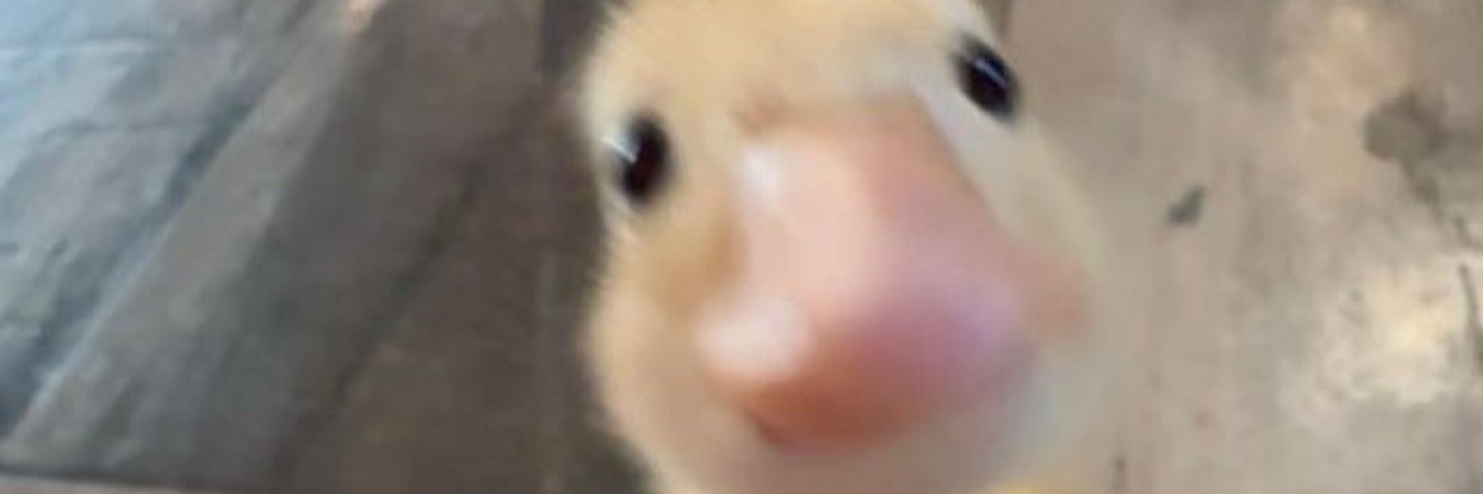이잉