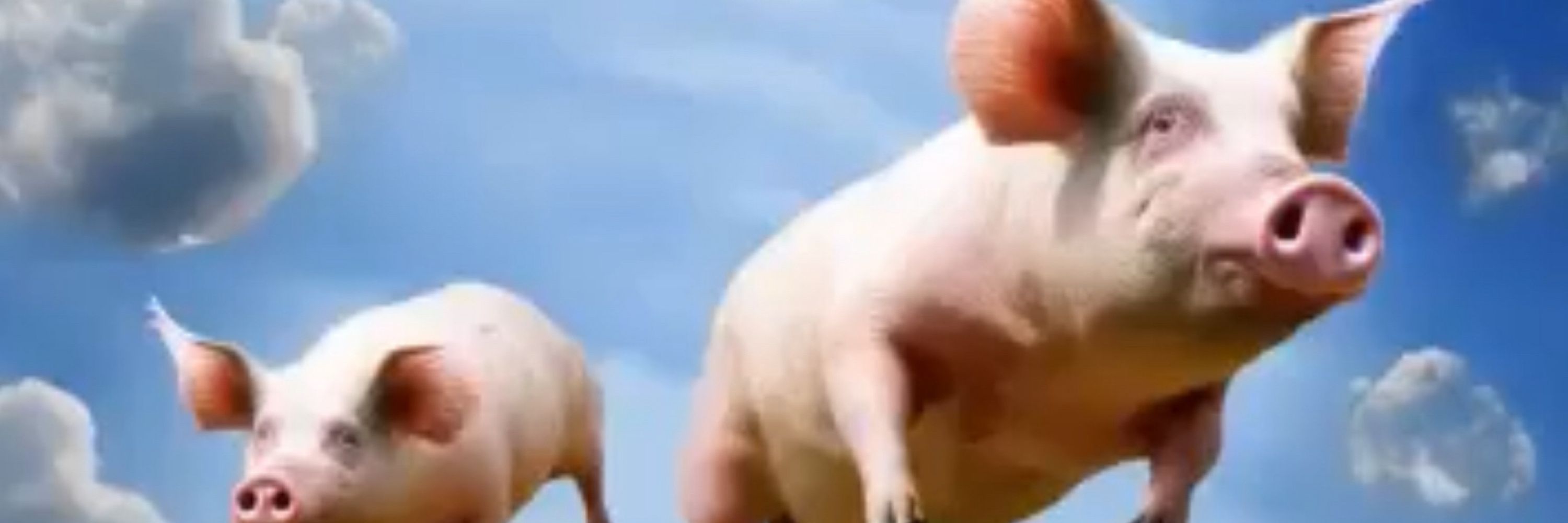 kirb