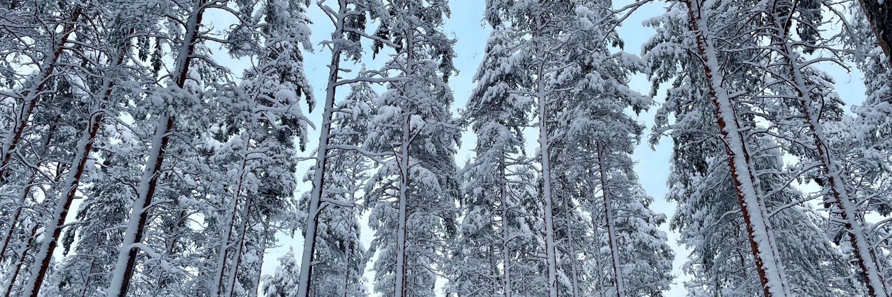 Leena Hirvonen