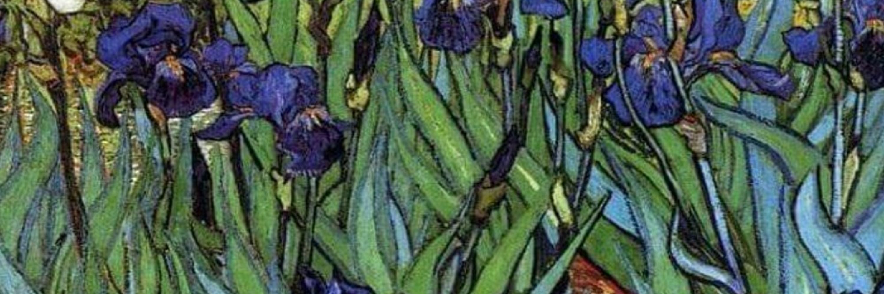Iris