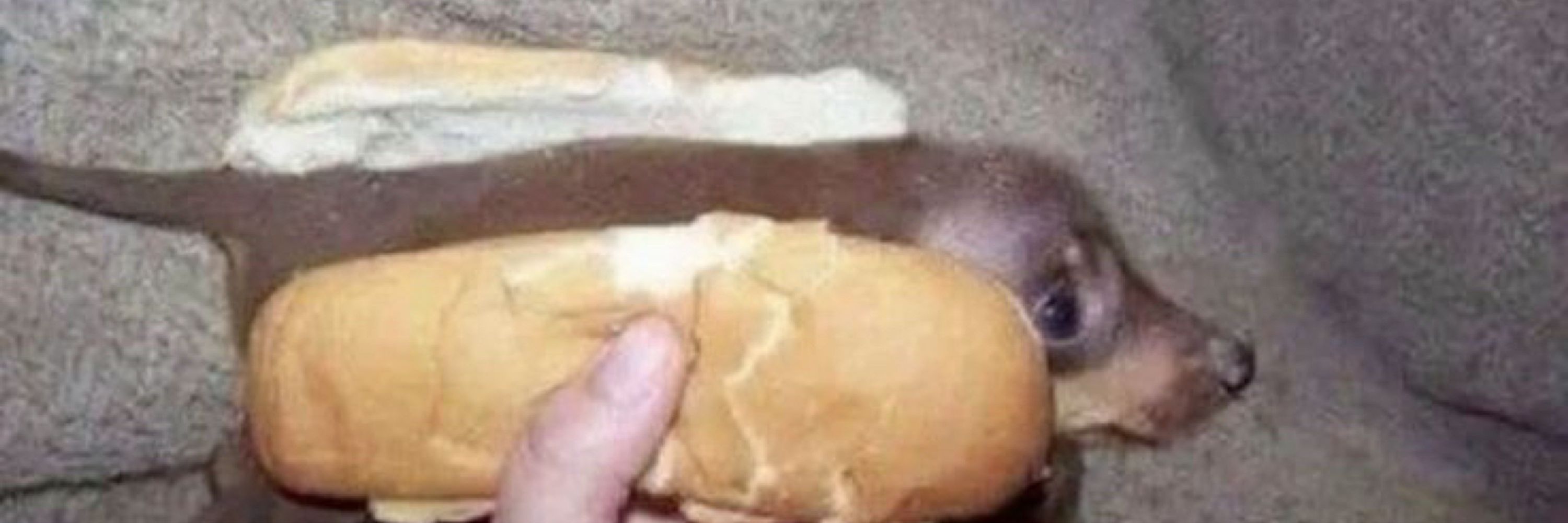 蓮華