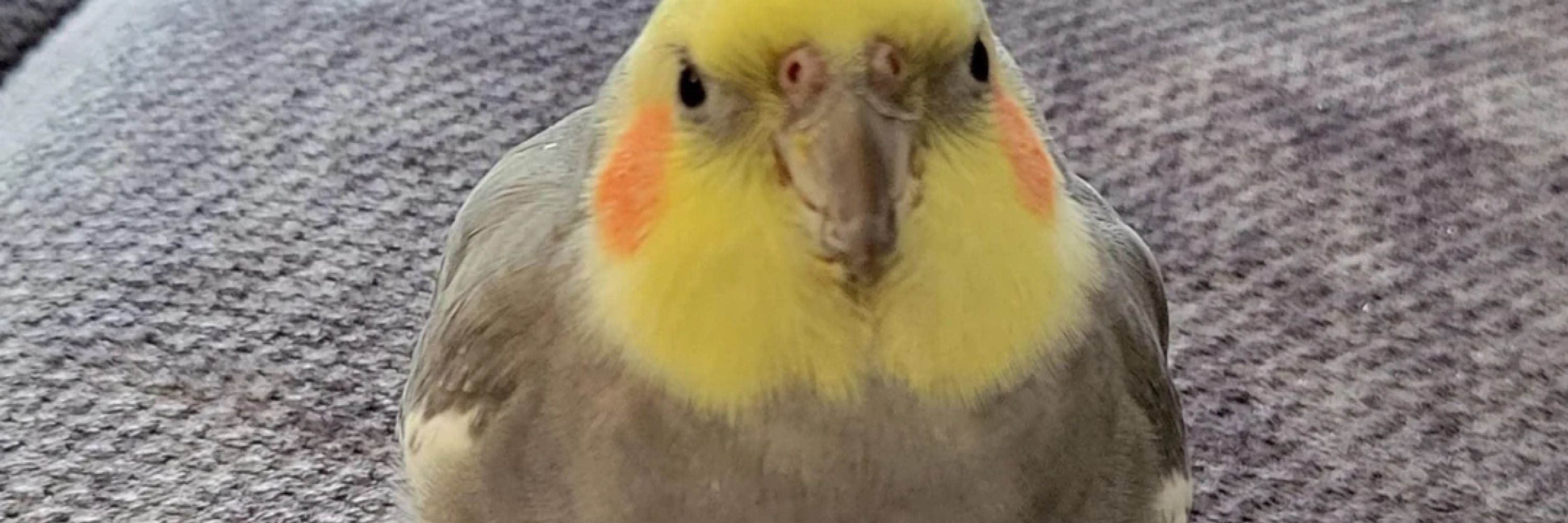Inis the banned 🥨💛