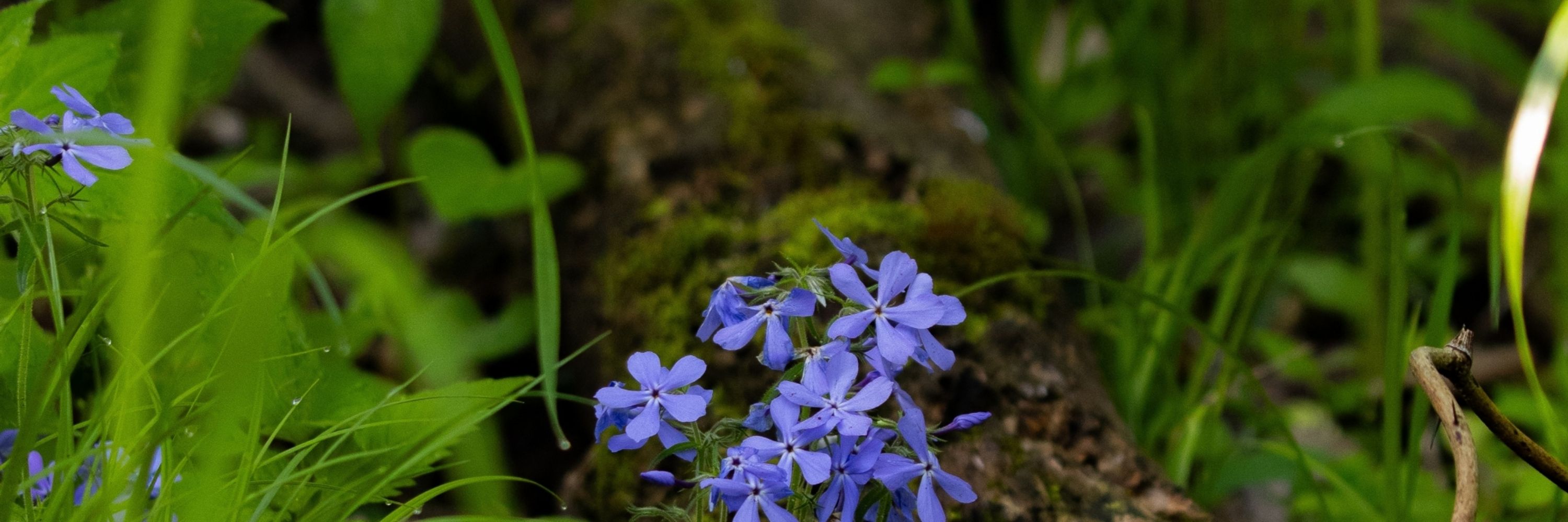 Kat (Sprouting Lupine)