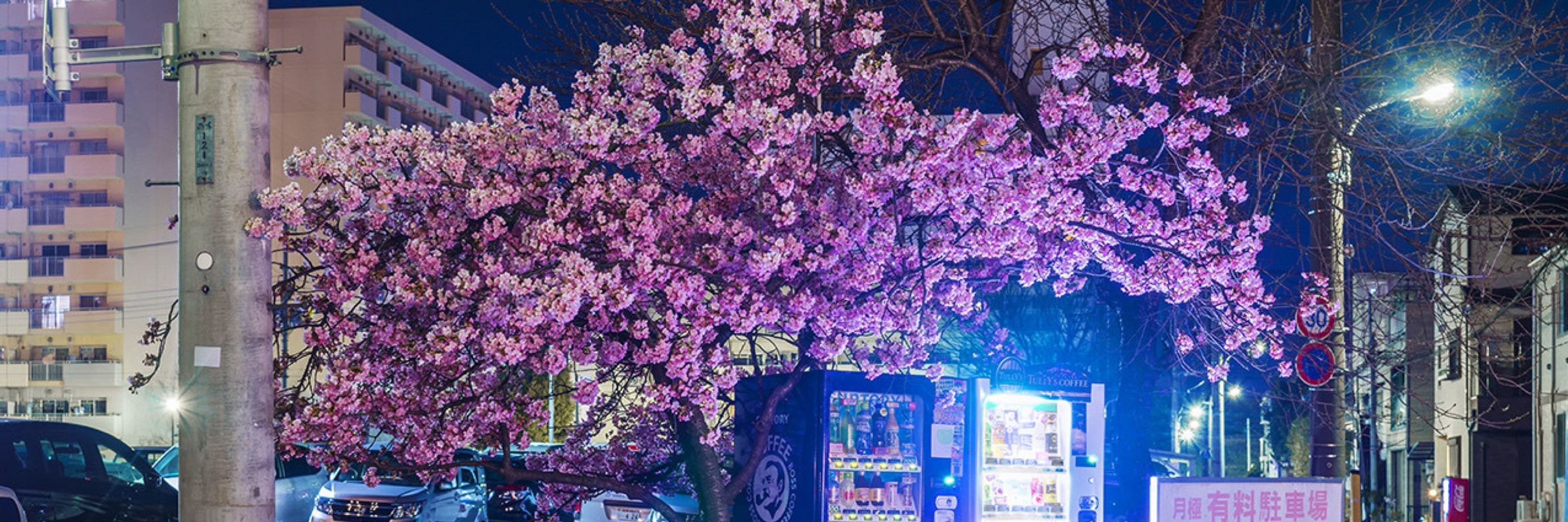 東京 野良桜™️小野寺宏友
