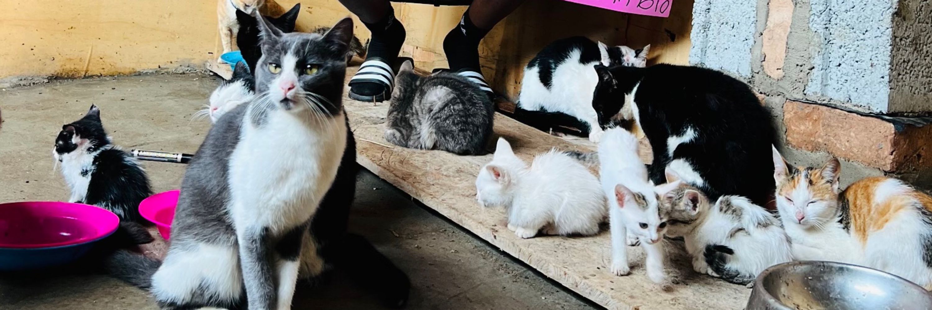 Love for cats