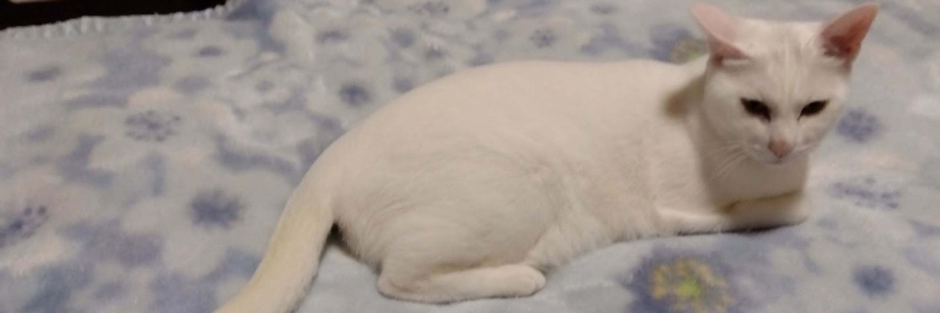 むぎはた あかり