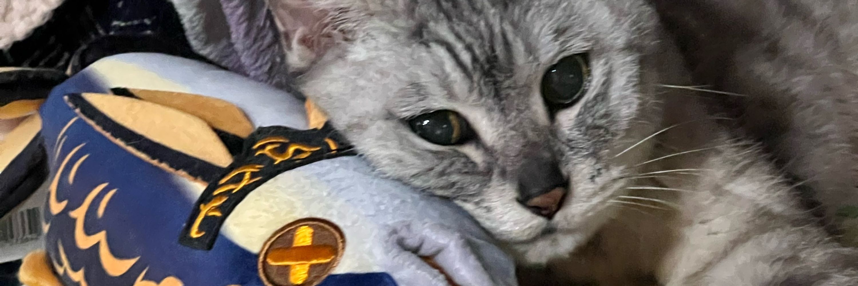 あきら🐈🔥
