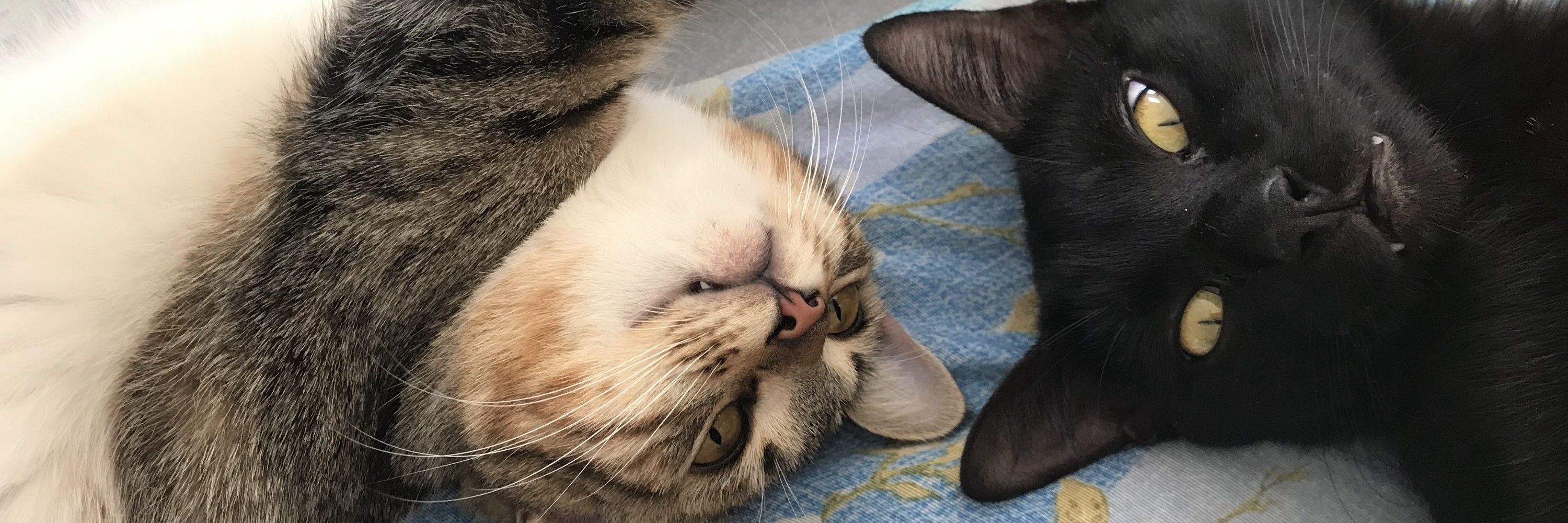 helo