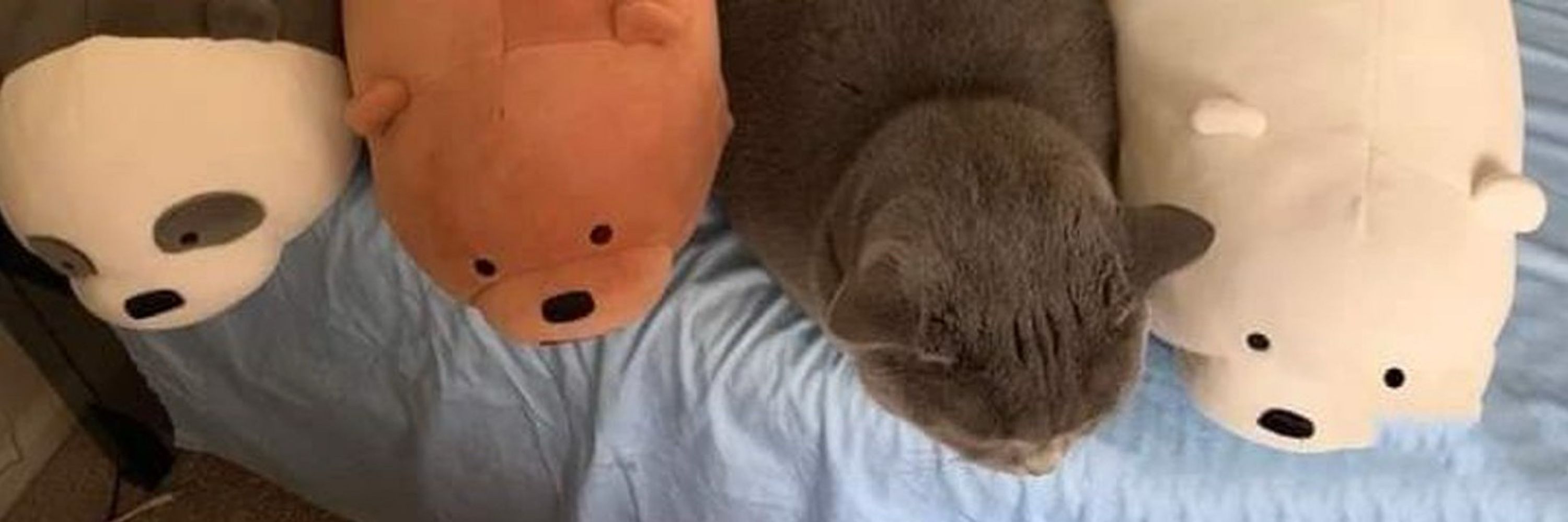 Bichinhos fofos para curar sua depressão 