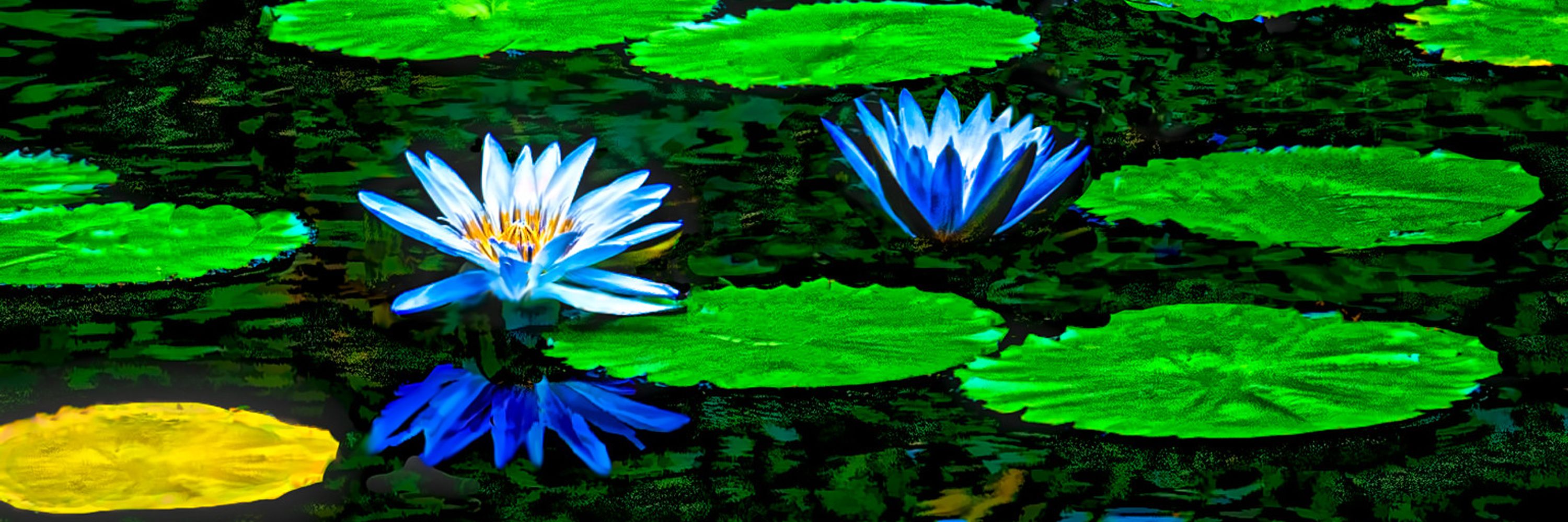 Stephen Davies Hawaii / Photography
