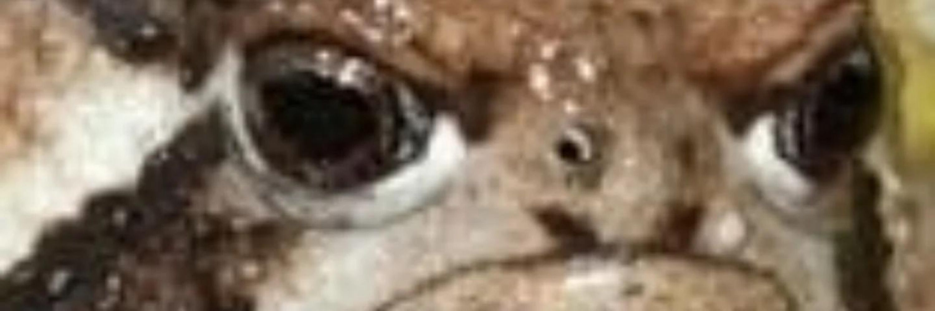 Velociraptor