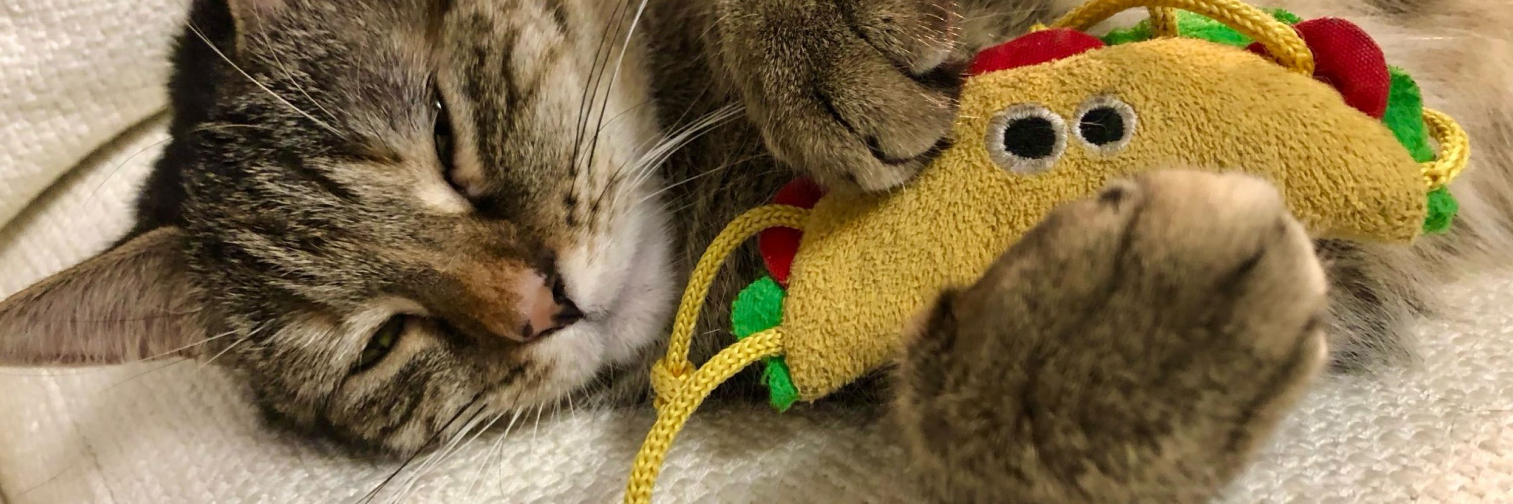 Mr. T the Taco