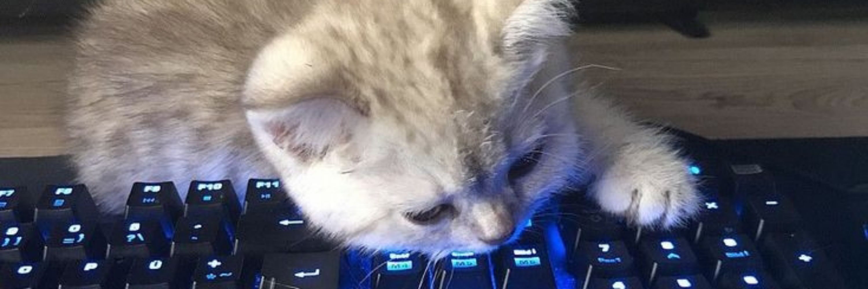 lumi