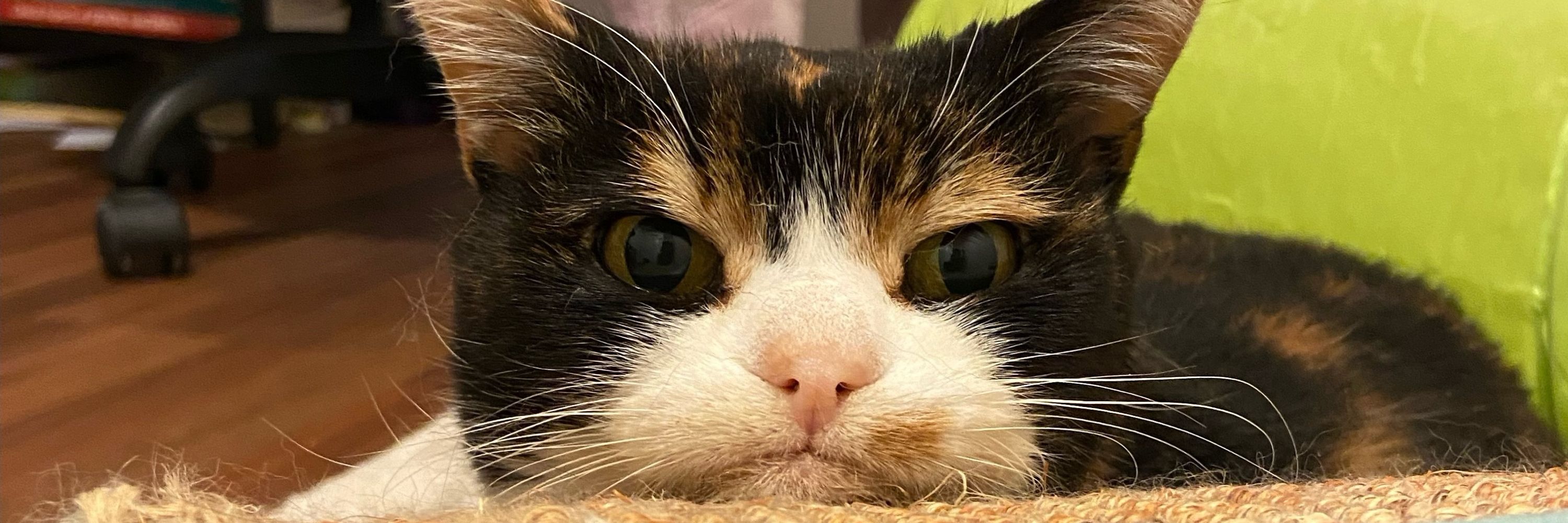 CosmicCatnip🛸