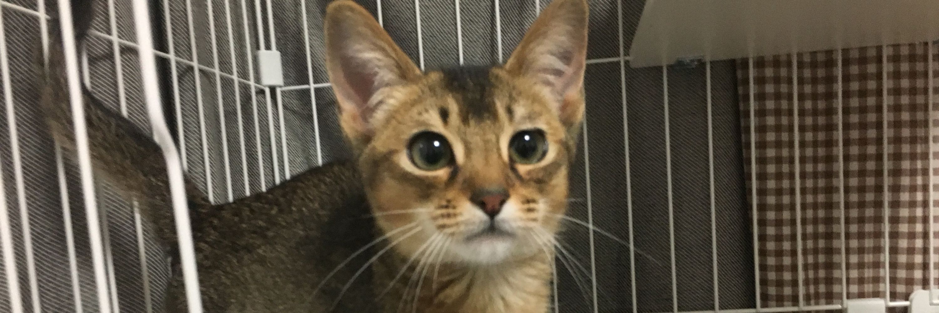 みだれねこ