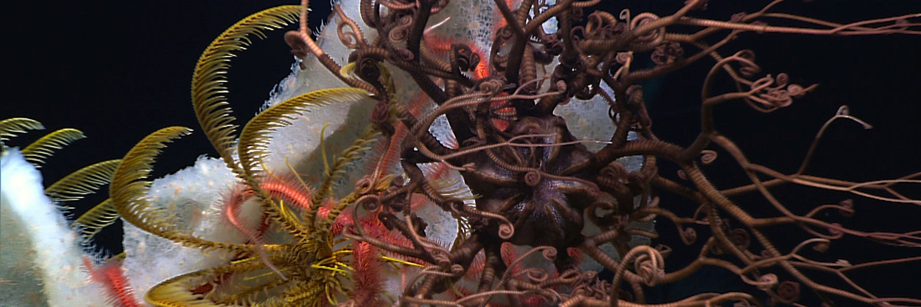 Deep-sea Lab IEO-CSIC