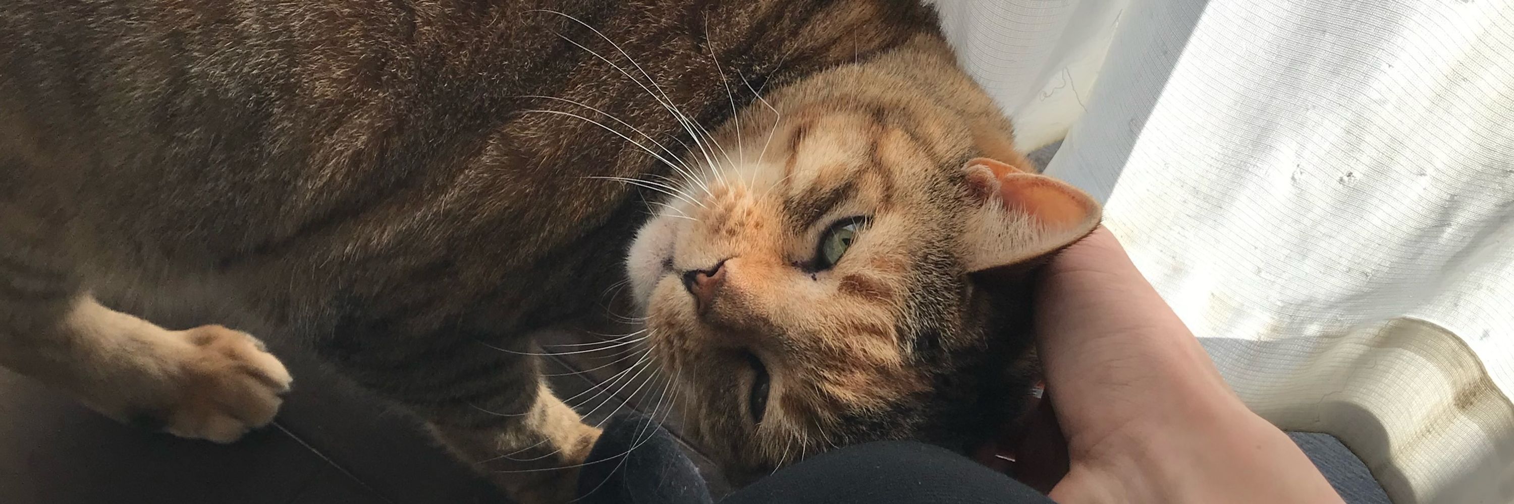 松