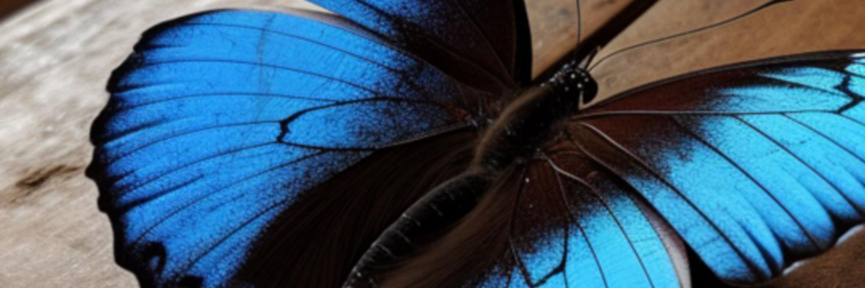 JosyReis 🦋/ 🦅/