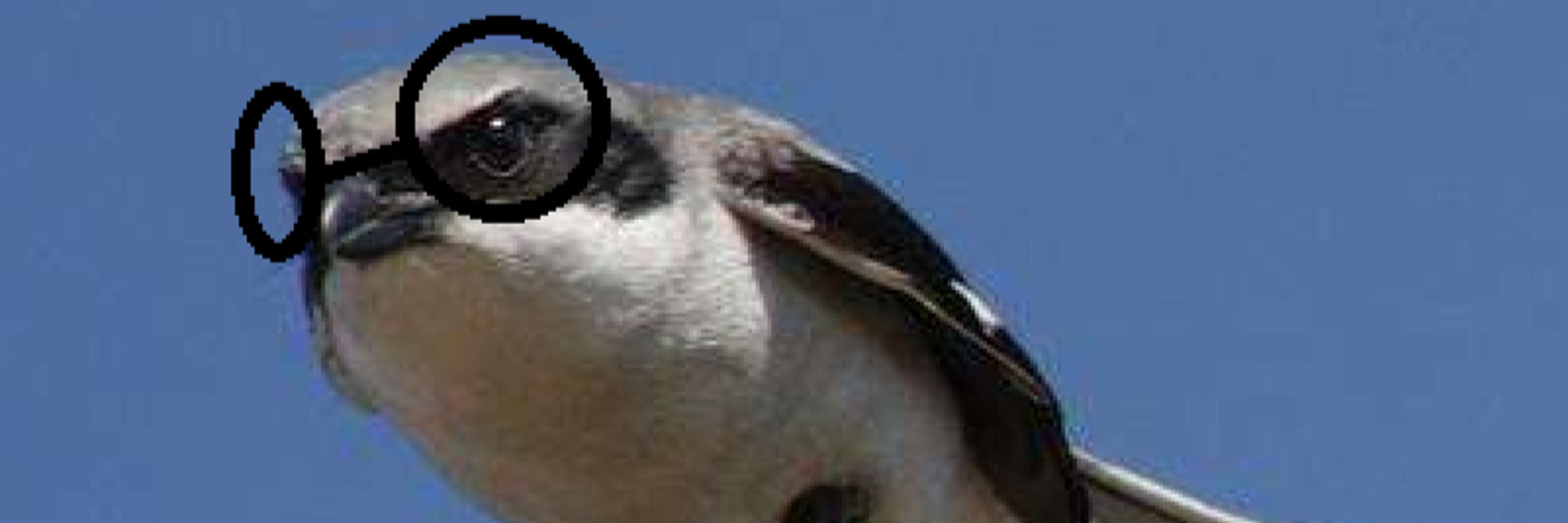 Matt