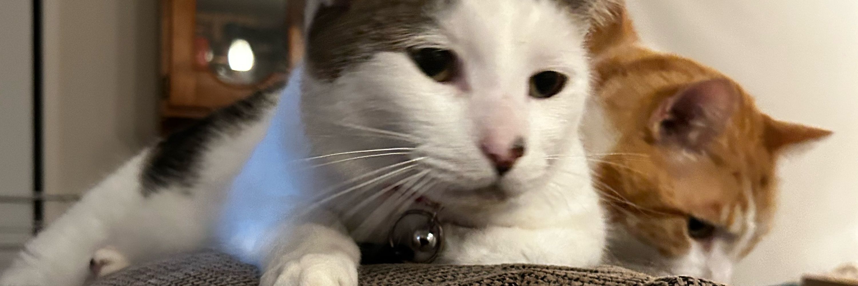 Chloe