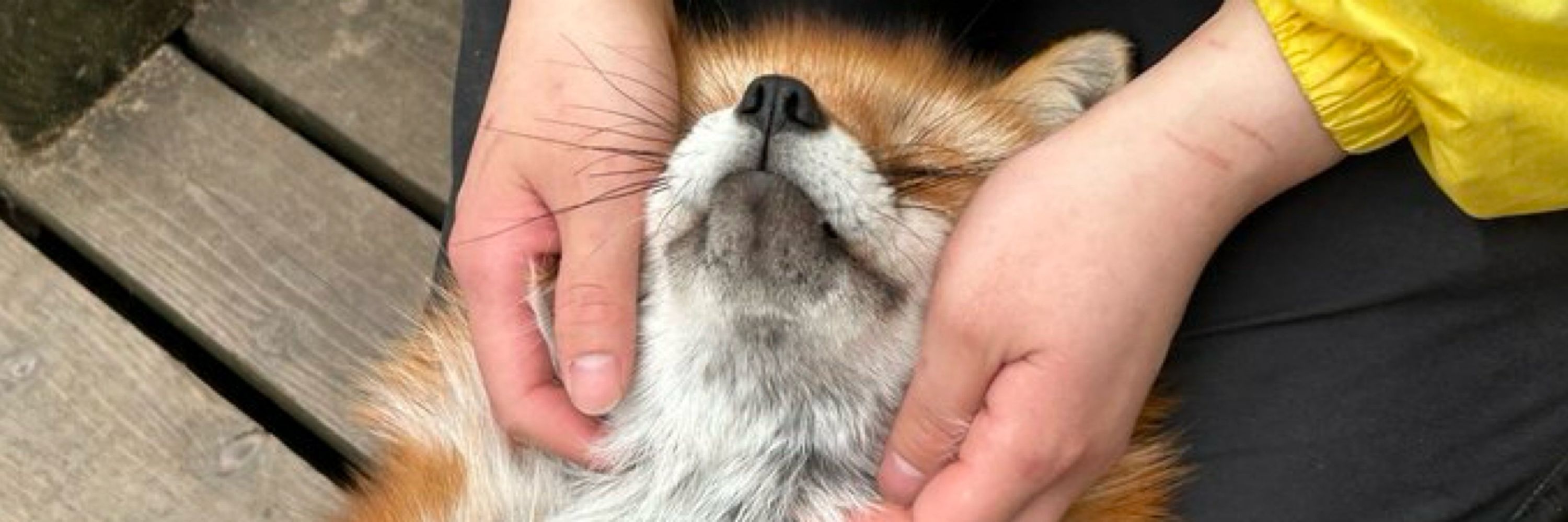 Pon Kitsune