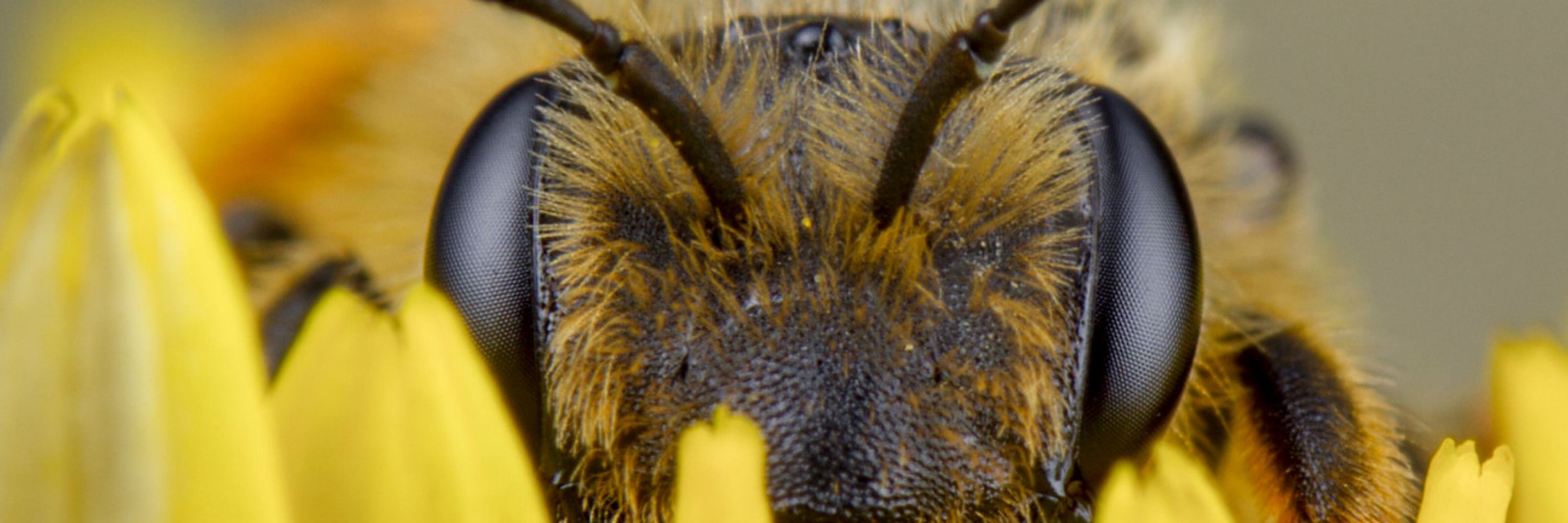 PatTheHoneyGuy