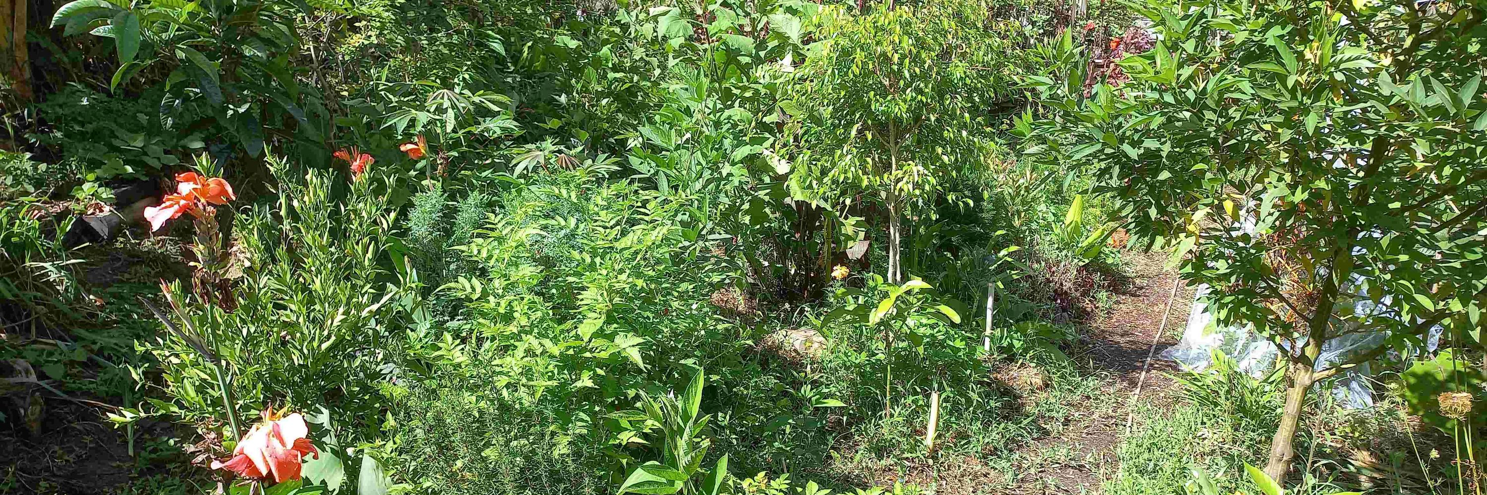 Intuitive Gardening Chaos
