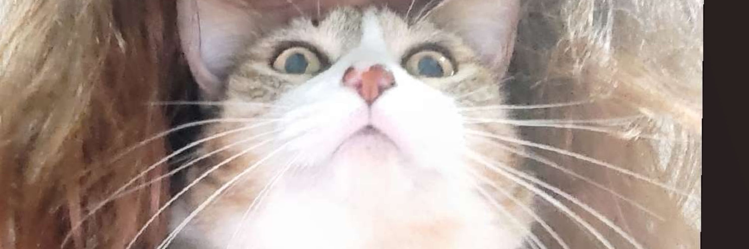 piggythehuman