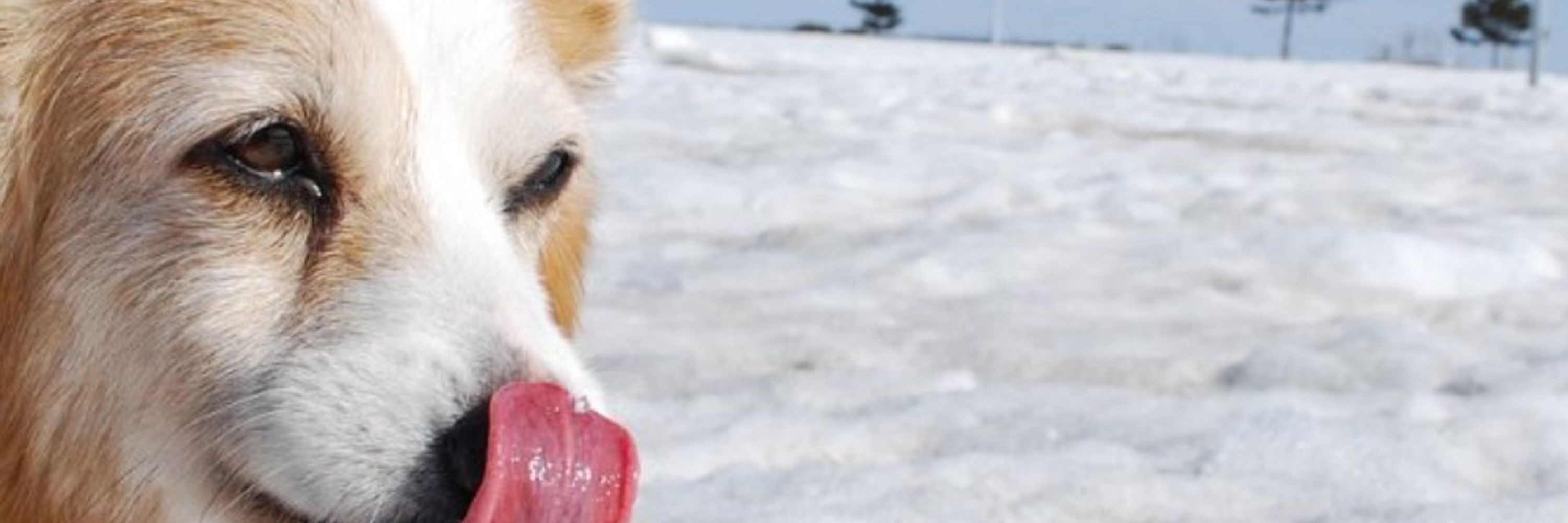 Corgi Every Hour
