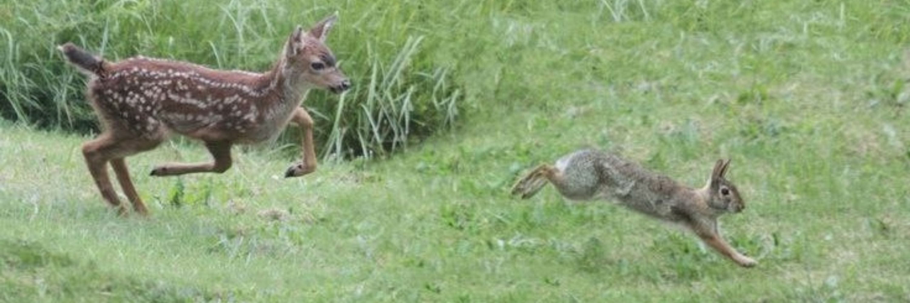Deerposts