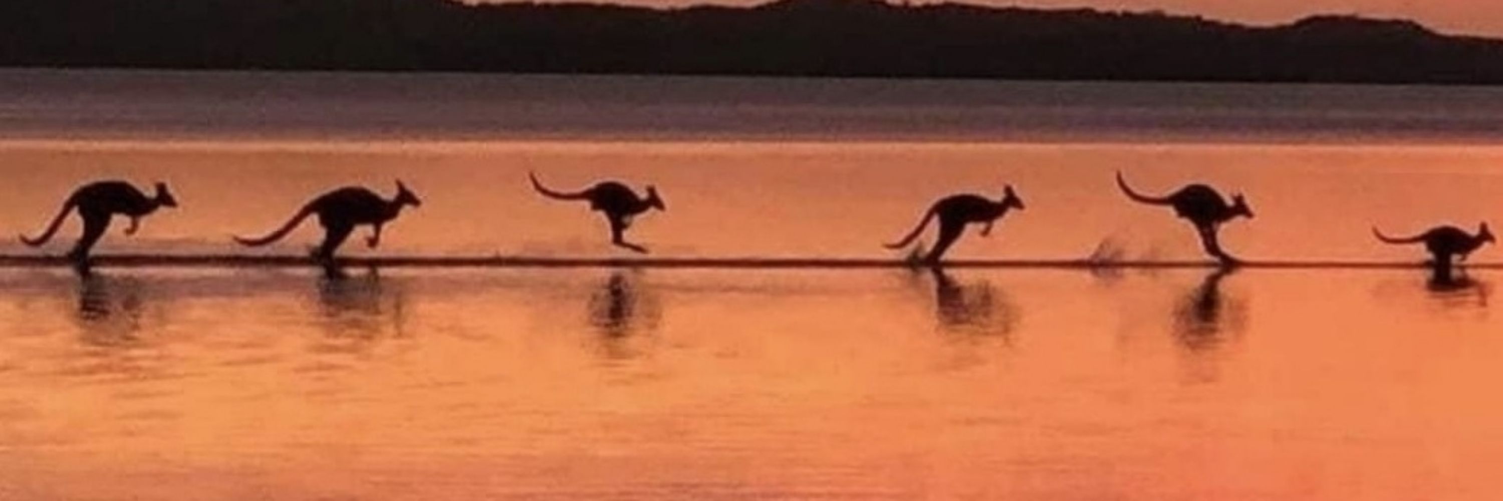 Cecilia - fuck Israel to hell 🇦🇺🦘🐈