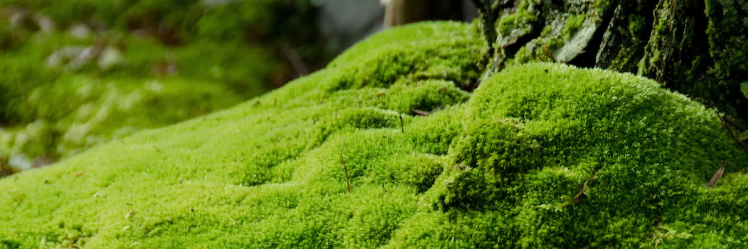 Moss 🏴🏳️‍⚧️