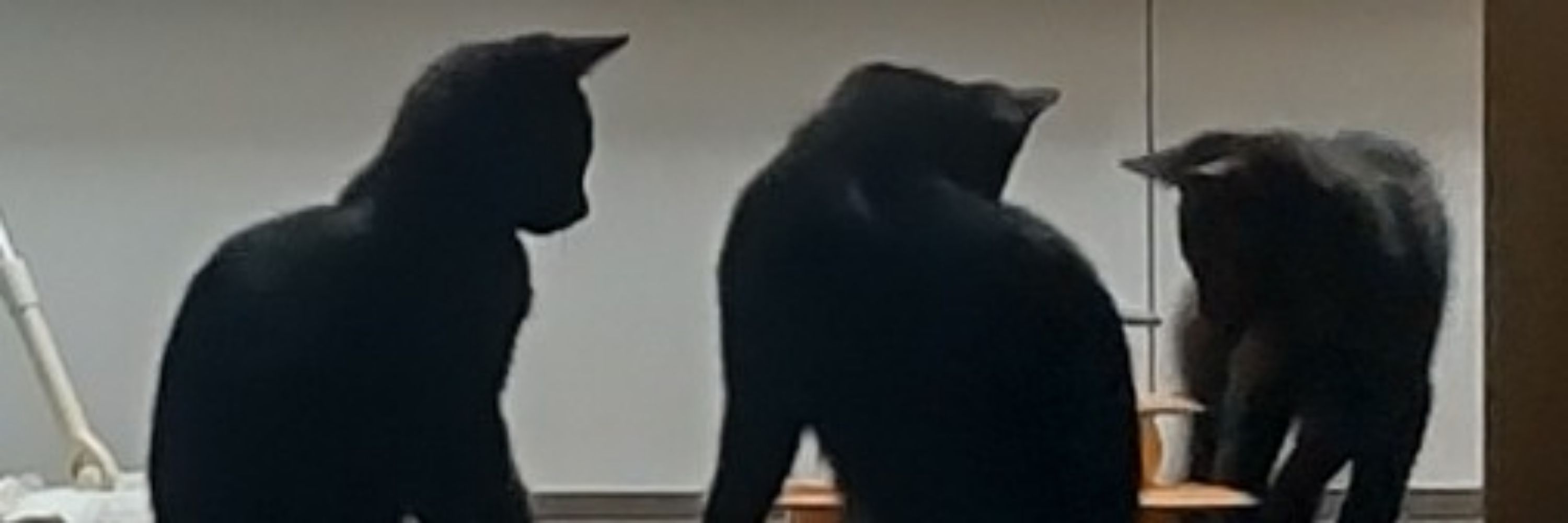 ｳﾁｺﾛ