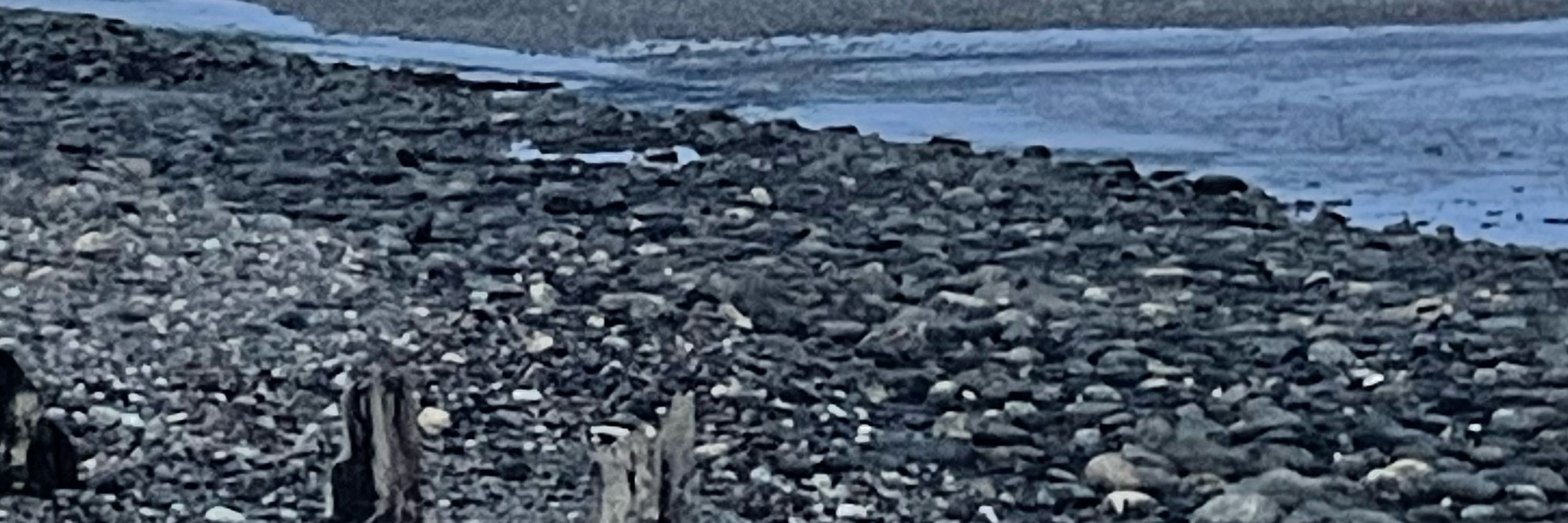 9ft Foamie