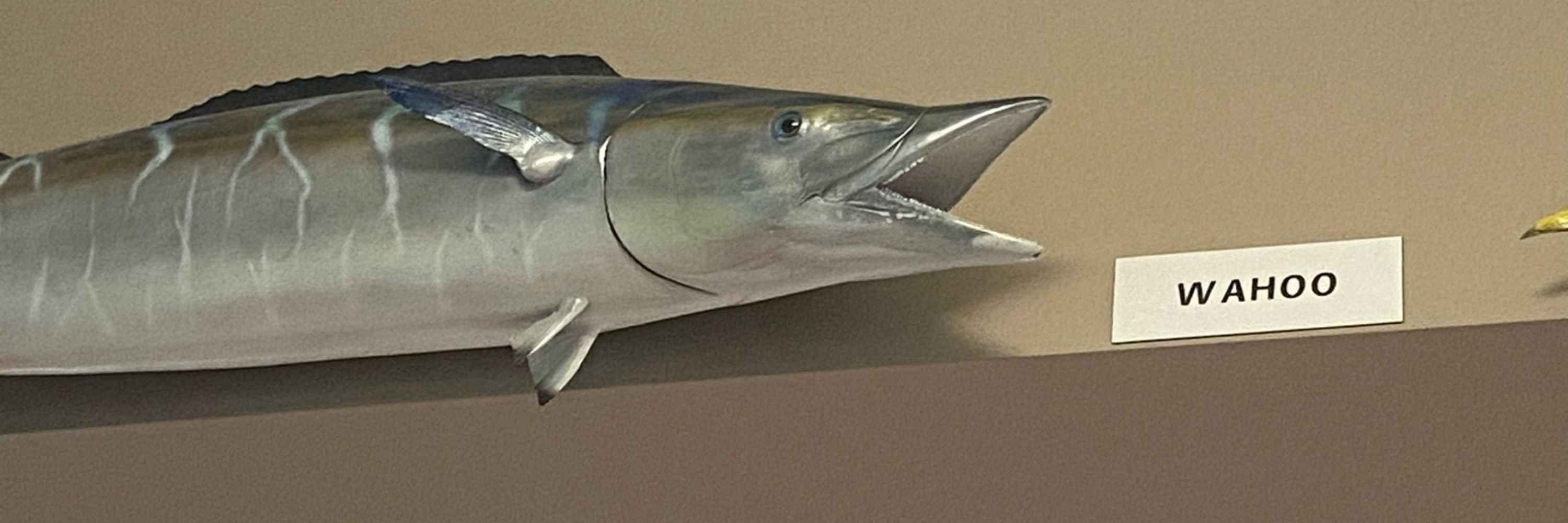 KenKen Gentoo