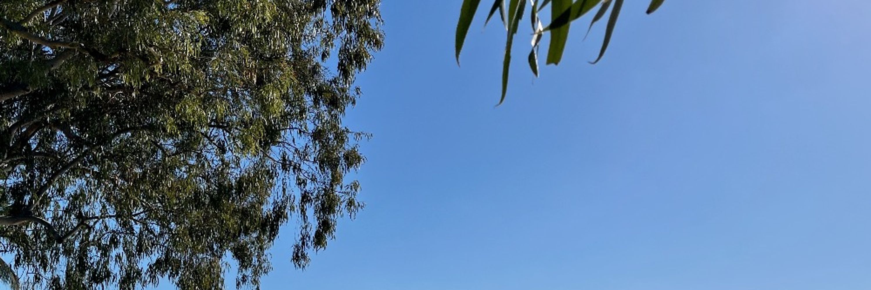 Cayteya