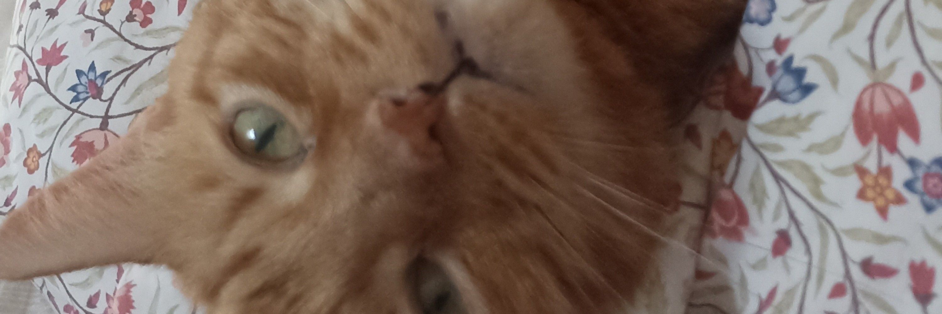 Bougi