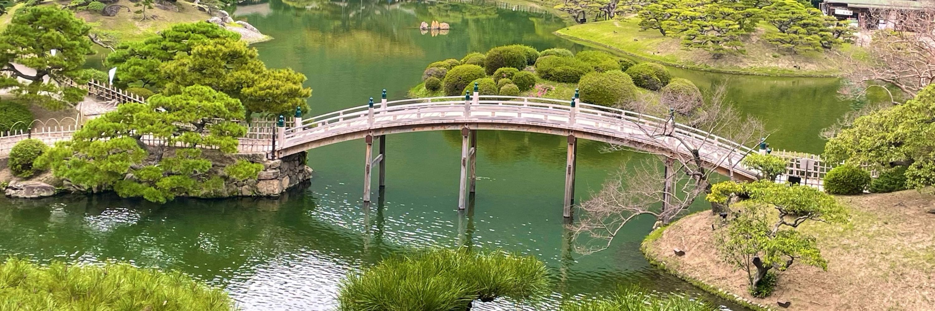 黄色い松虫草