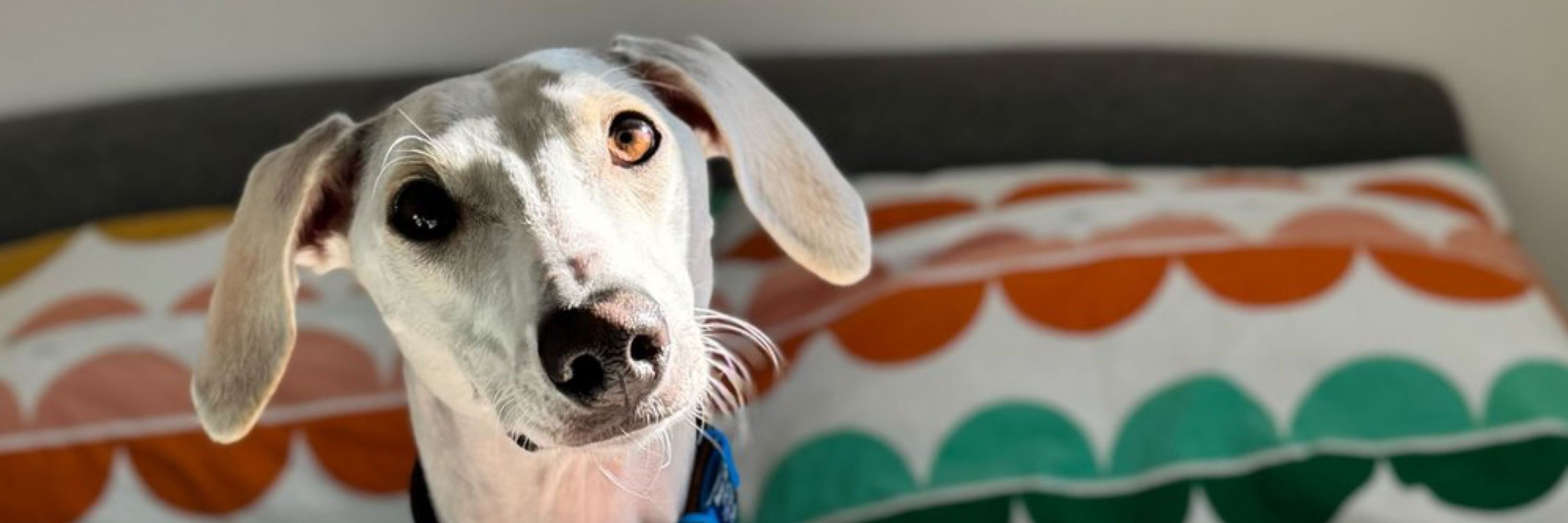 Lurcher SOS