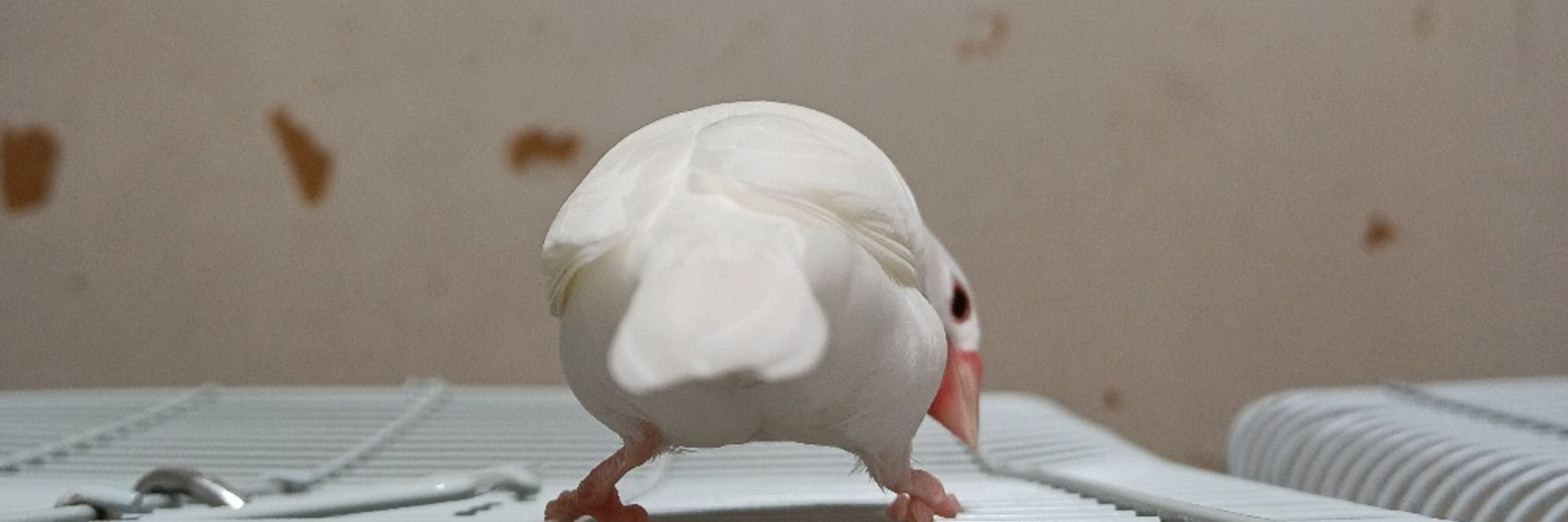 クロミミ