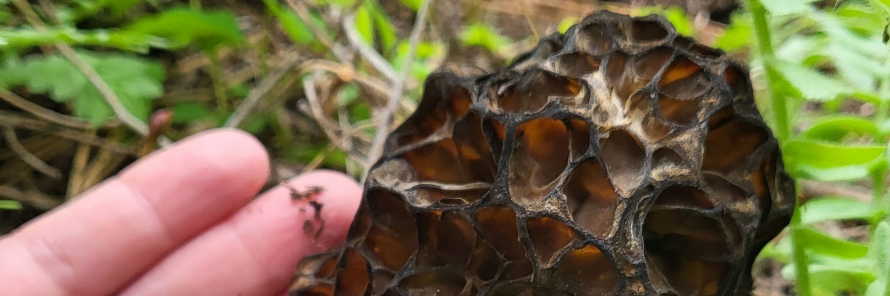 Morcella Esculenta
